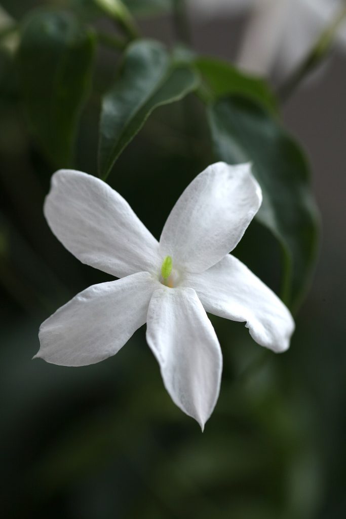یاس سفید؛ منبع: Wikimedia Commons