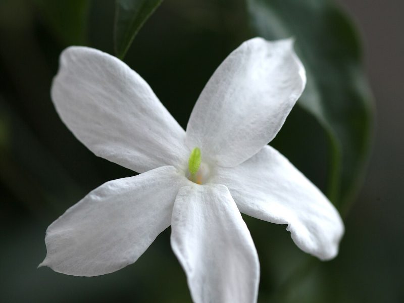 یاس سفید